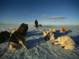 Dogsled Dogs Rest as Their Musher Straightens Their Leads