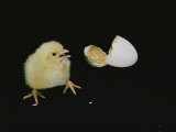 A Newly-Hatched Chick Stands Next to its Egg