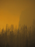 Buy Haze Obscures Charred Pines During the 1988 Yellowstone Fires at AllPosters.com