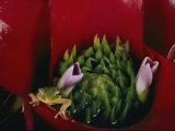 Buy Tiny Frog Inside a Bromeliad at AllPosters.com
