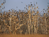 Cormorant Rookery, Wattenmeer National Park, Germany