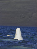 A Beluga Whale Lifts Head out of Water and Spy Hops to Get a View