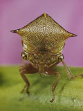 Buy Close View of a Treehopper at AllPosters.com