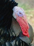 Head Shot of a Turkey Showing its Red Wattle