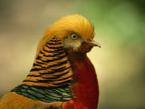 Close View of a Golden Pheasant