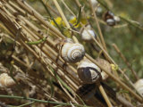 Buy Snails Cling to Plant Stems at AllPosters.com