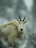Portrait of a Male Rocky Mountain Goat