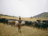 Buy A Boy Tends to His Herd of Cattle at AllPosters.com