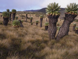Meadows and Groundsel Trees, Mt. Kilimanjaro, Tanzania