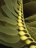 Flotation Bulbs on Giant Kelp Leaves