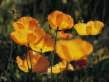 Buy Close View of Iceland Poppies (Papaver Nudicaule) at AllPosters.com