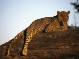 A Leopard, Panthera Pardus, Rests on a Large Tree Limb