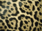 Close View of Jaguar Fur Markings