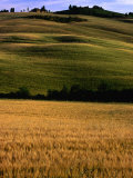Rolling Hills of Tuscan Countryside, Italy