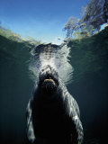 Manatee Surfacing for Air
