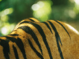Sumatran Tiger Back and Shoulder Stripes