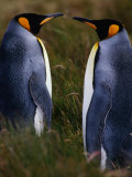 Buy Emperor Penguins (Aptenodytes Forsteri), Antarctica at AllPosters.com