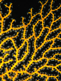 Close Detail of Skeletal Yellow Gorgonian Coral in the Red Sea, Ras Mohammed National Park, Egypt