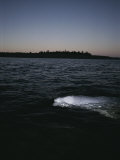 A Beluga Whale Swimming Along the Waters Surface