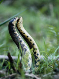 Buy Rival Male Snakes Fighting Each Other in Eastern Madagascar, Madagascar at AllPosters.com