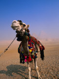 Tourist Camels at Great Pyramids, Giza, Egypt