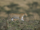 A Leopard Walks Along a Rocky Ledge in Masai Mara National Reserve