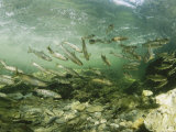 Wild Atlantic Salmon Make Their Way Upstream Through Clear Waters