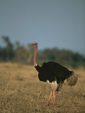 An Ostrich on a Plain in Kenyas Masai Mara National Reserve