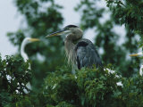 A Great Blue Heron Sits in a Treetop Near a Flock of Great Egrets