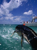 Jumping Dolphin Fish, Florida, USA