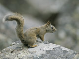 A Red Squirrel Sitting on a Lichen-Covered Rock