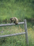 A Pet Cat Walking Along a Wooden Fence