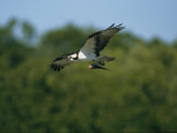 Osprey (Pandion Haliaetus) Flying with Catch, Lovers Keys, Florida
