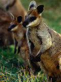 Rock Wallabies (Petrogale Xanthopus) at Gorge Wildlife Park, Australia