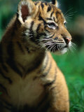 Sumatran Tiger Cub at Taronga Zoo, Sydney, Australia