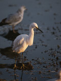 A Snowy Egret Standing on a Submerged Log Watches for Prey