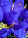 Buy Royal Blue Tunicate (Rhopalaea Sp), West Nusa Tenggara, Indonesia at AllPosters.com