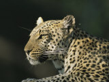 A Leopard, Panthera Pardus, Rests in a Sunny Spot