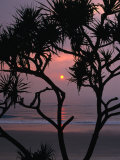 Buy Palms and Beach at Sunrise, Bundjalung National Park, New South Wales, Australia at AllPosters.com