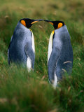 Buy King Penguins (Aptenodytes Patagonicus), Falkland Islands at AllPosters.com