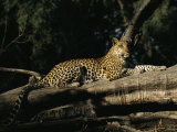 Buy A Leopard, Panthera Pardus, Rests on a Fallen Tree at AllPosters.com
