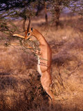 Buy Male Gerenuk Stands to Feed on Acacia, Samburu National Reserve, Rift Valley, Kenya at AllPosters.com