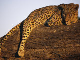 Buy A Leopard, Panthera Pardus, Rests on a Large Tree Limb at AllPosters.com