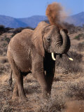 Buy Elephant (Loxodonta Africana) Dust Bathing, Samburu National Reserve, Rift Valley, Kenya at AllPosters.com