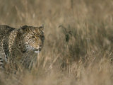 A Leopard on the Prowl in Masai Mara National Reserve