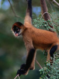 Buy Young Spider Monkey Hanging from Tree in the Curu Biological Reserve, San Jose, Costa Rica at AllPosters.com