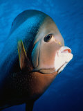 Buy Gray Angelfish, Close-up at AllPosters.com