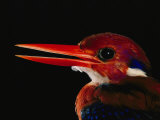 A Close View of the Head of a Philippine Dwarf Kingfisher