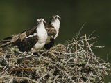 Osprey (Pandion Haliaetus) Pair on Nest, Lovers Keys, Florida