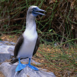 The Great Blue-Footed Booby (Sula Neboxuii), Galapagos, Ecuador